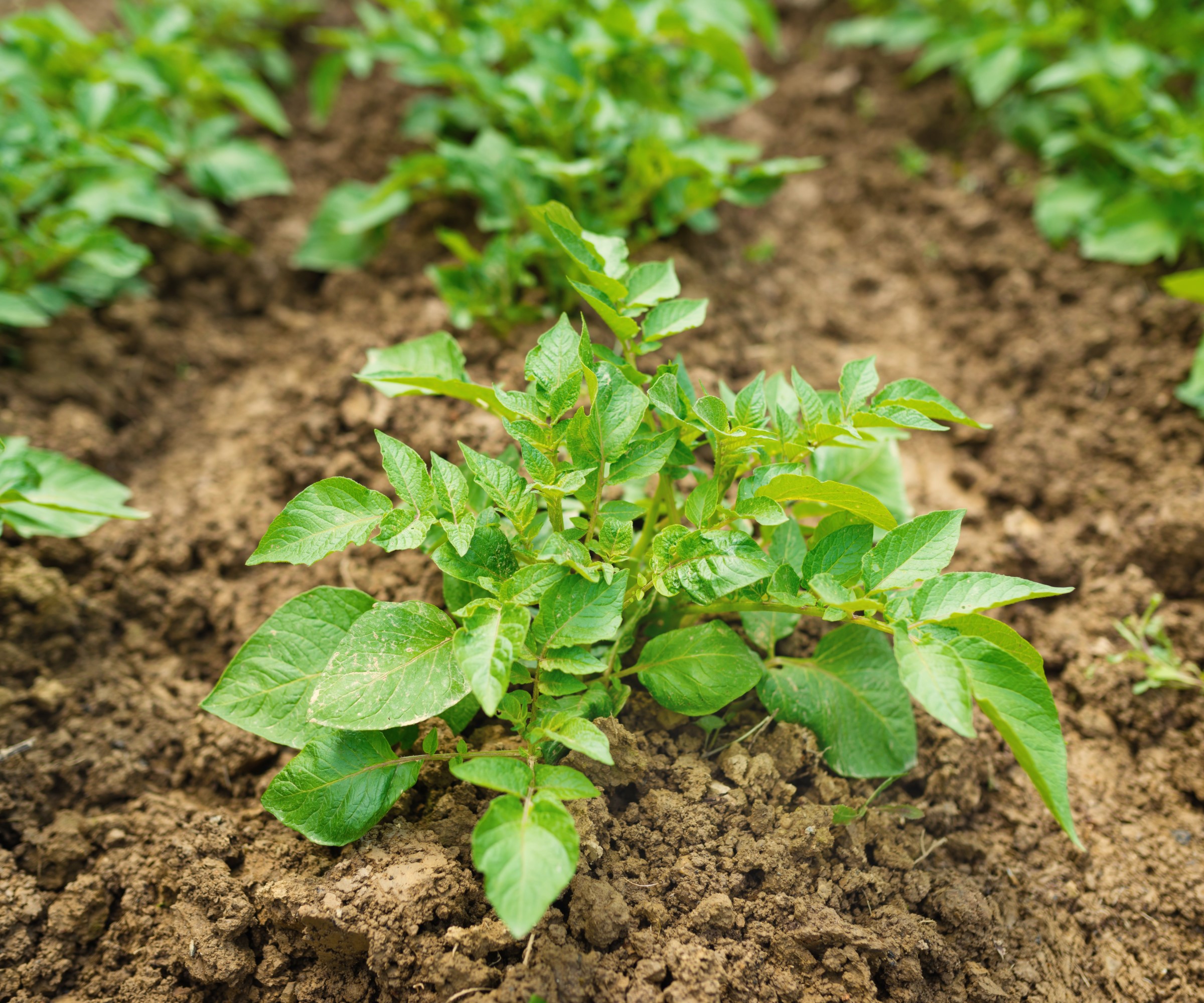 When to Fertilize Potatoes Plants