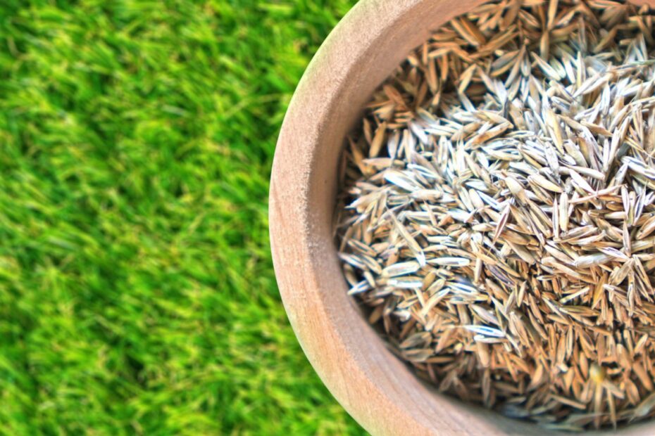 When to Overseed in Massachusetts