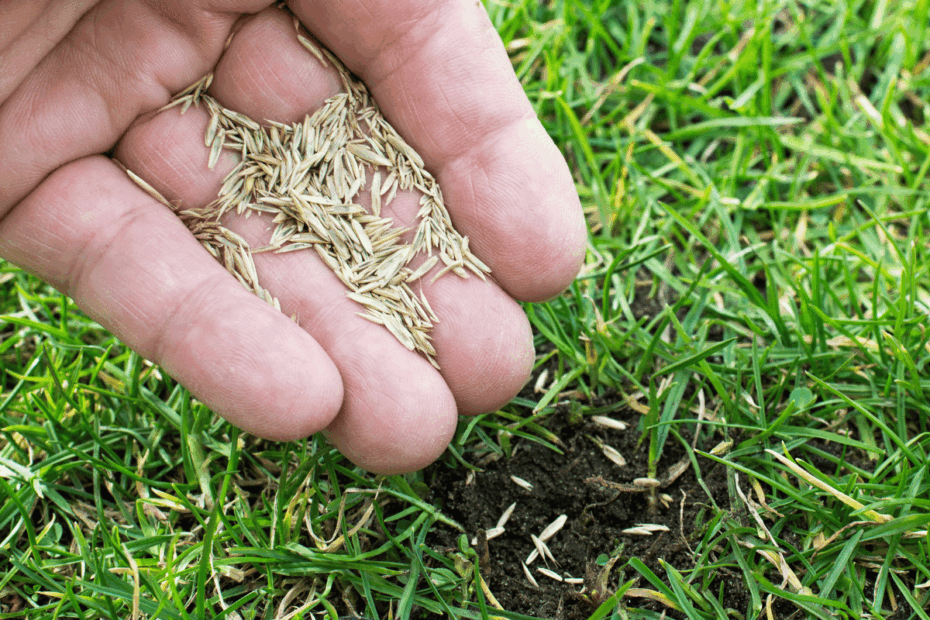 When to Overseed in Spring Massachusetts