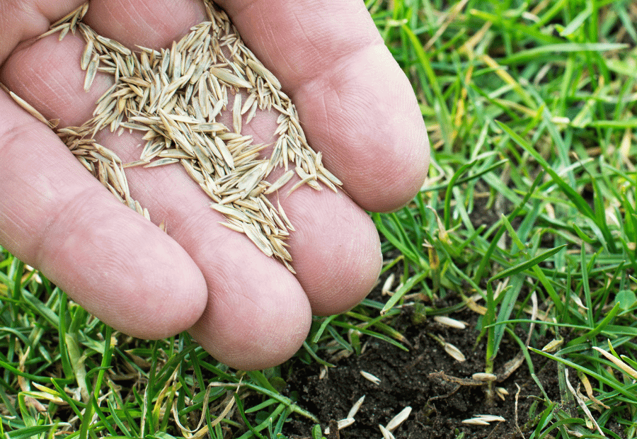 When to Overseed in Spring Massachusetts