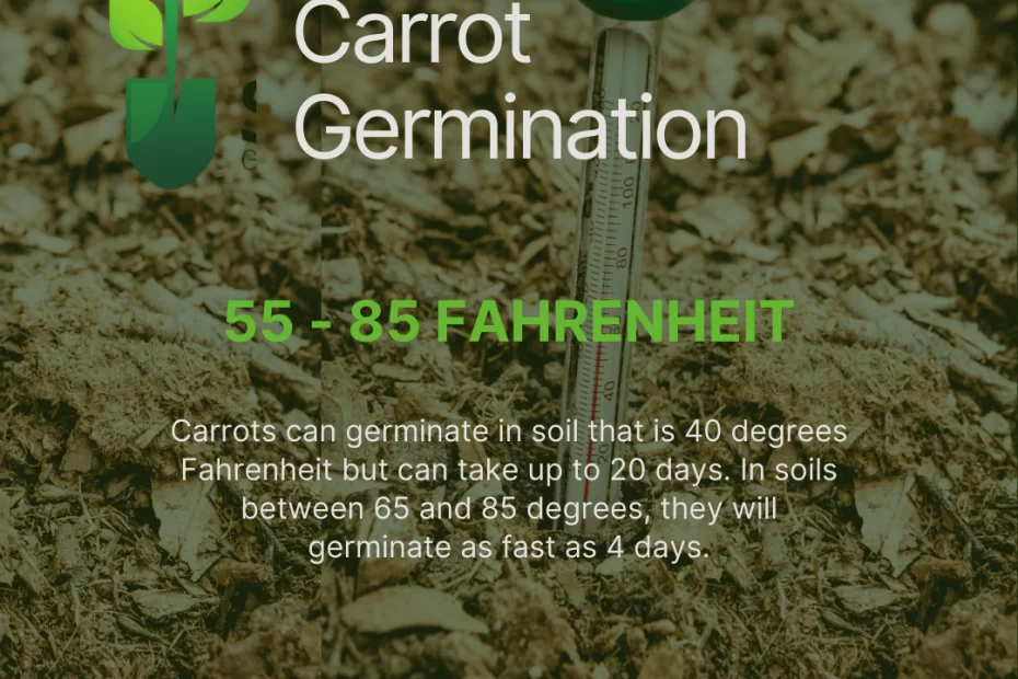 When to Plant Carrots Massachusetts