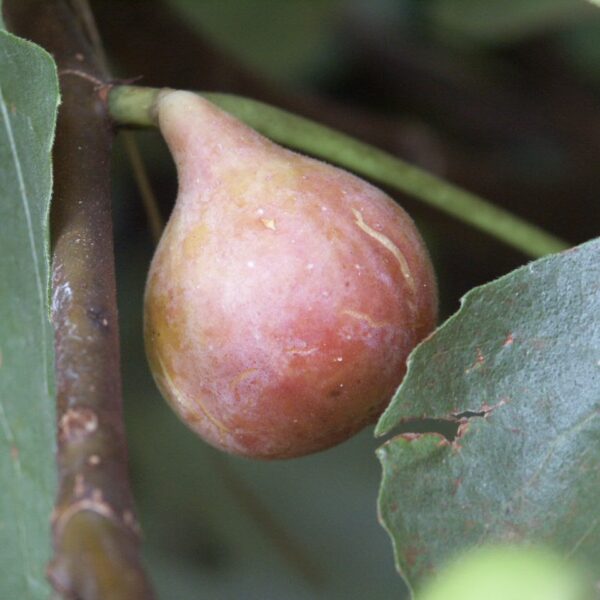 When to Plant Fig Trees in Georgia