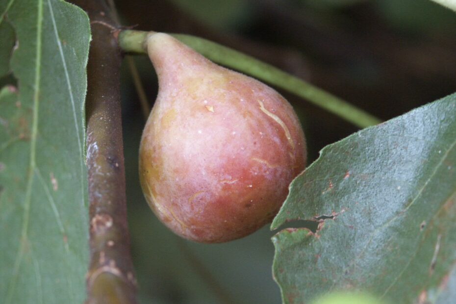 When to Plant Fig Trees in Georgia
