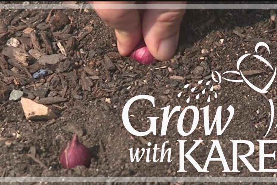 When to Plant Onions in Minnesota