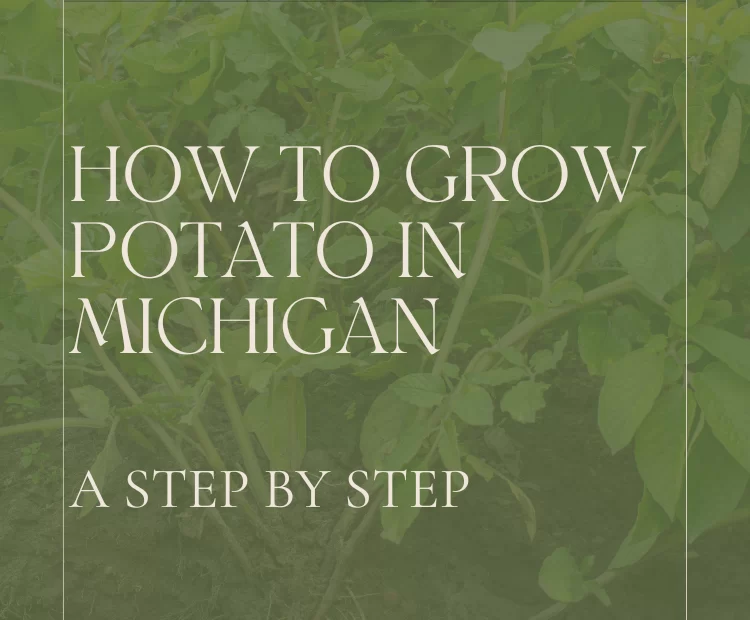 When to Plant Potatoes in Michigan