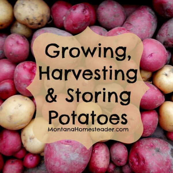 When to Plant Potatoes in Montana
