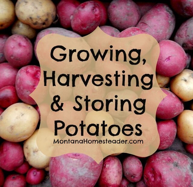 When to Plant Potatoes in Montana