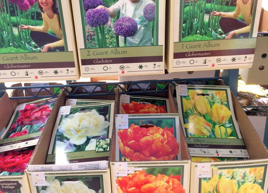 When to Plant Tulip Bulbs in Massachusetts