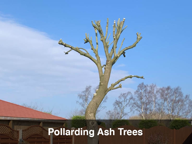 When to Prune Ash Trees