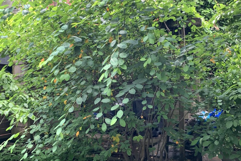 When to Prune Serviceberry