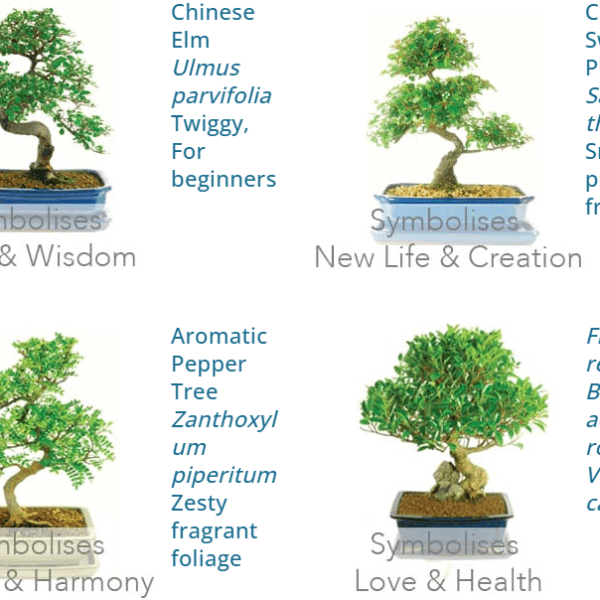 Which Bonsai Tree Do I Have