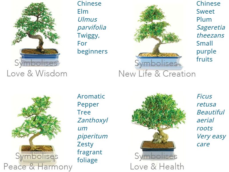 Which Bonsai Tree Do I Have