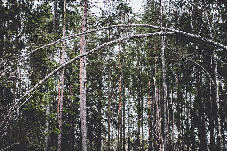Why Do Birch Trees Bend Over