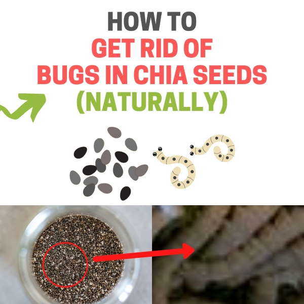 Why Do Chia Seeds Move