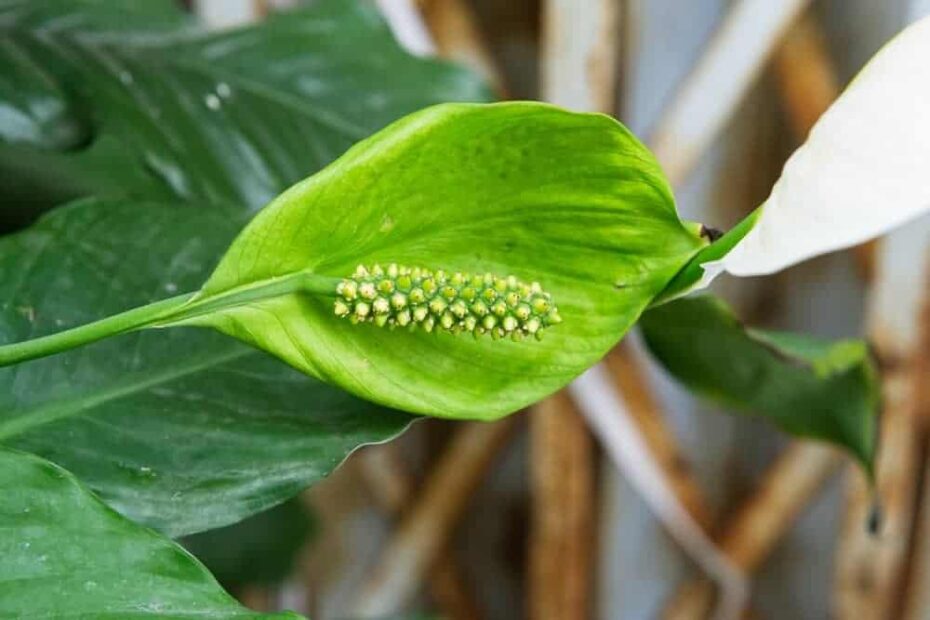 Why Do Peace Lily Flowers Turn Green