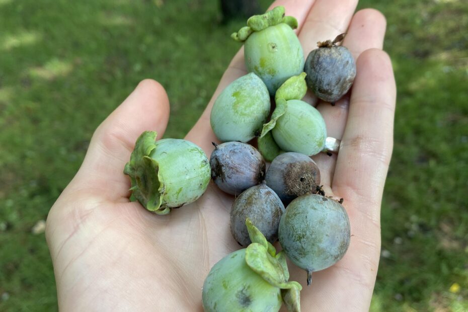 Why Do Persimmons Fall off the Tree