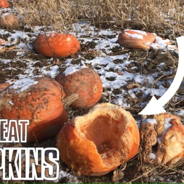 Will Deer Eat Pumpkin Plants
