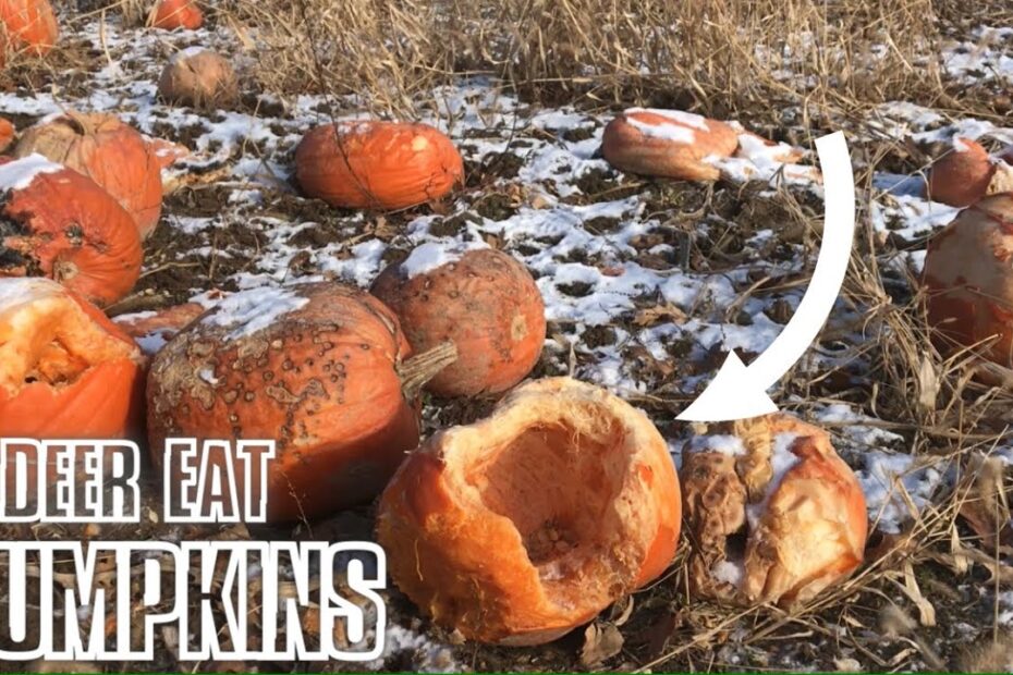 Will Deer Eat Pumpkin Plants