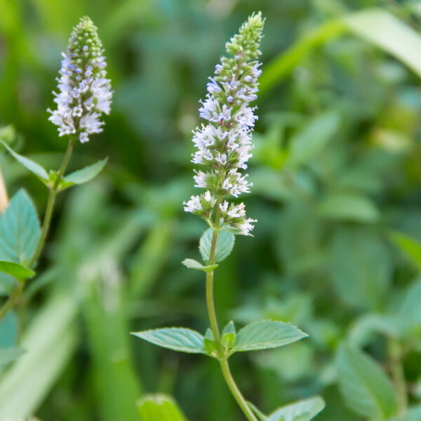Are Mint Flowers Edible