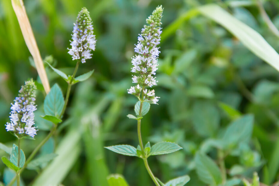 Are Mint Flowers Edible