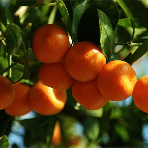 Are Orange Trees Toxic to Dogs