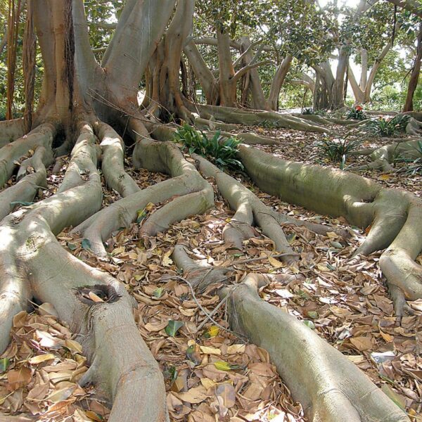 Are There Banyan Trees in California