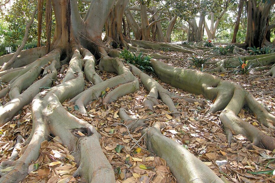Are There Banyan Trees in California