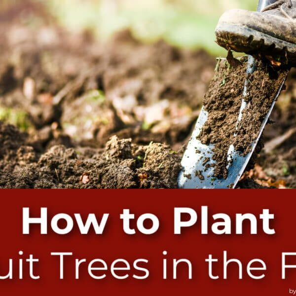 Can Fruit Trees Be Planted in the Fall