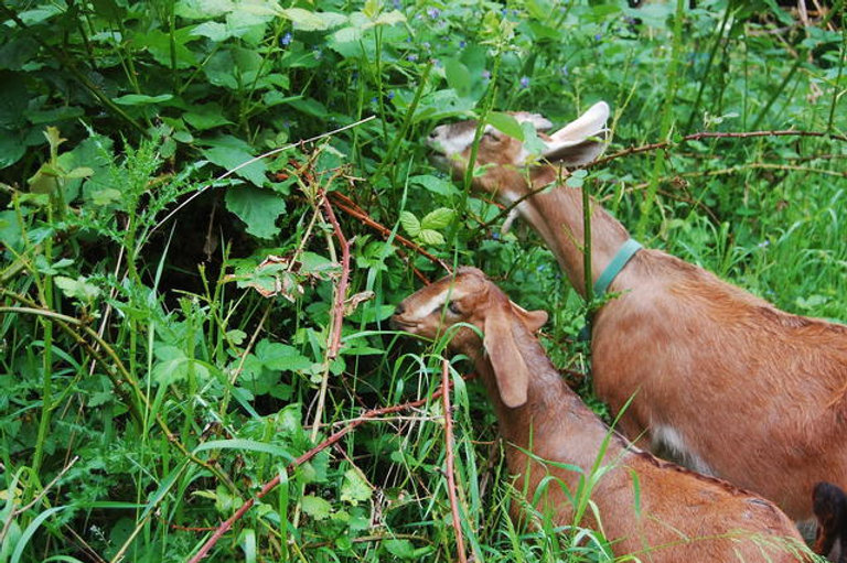 Can Goats Eat Milkweed