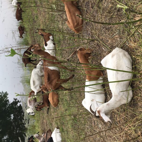 Can Goats Eat Milkweed