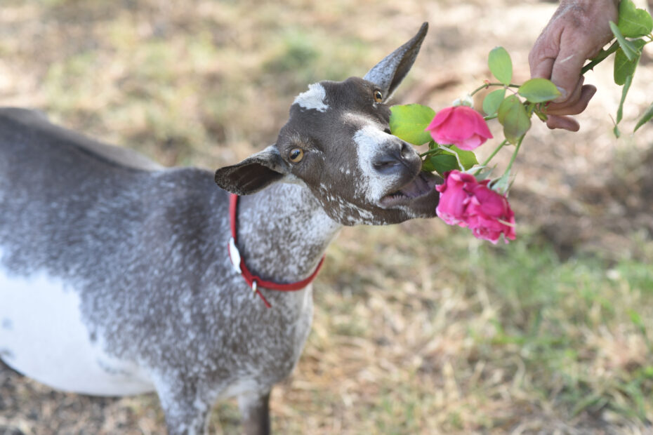 Can Goats Eat Roses