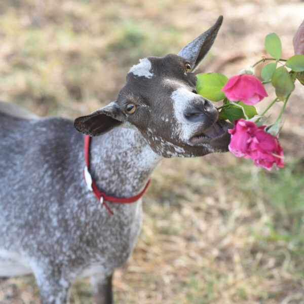 Can Goats Eat Roses