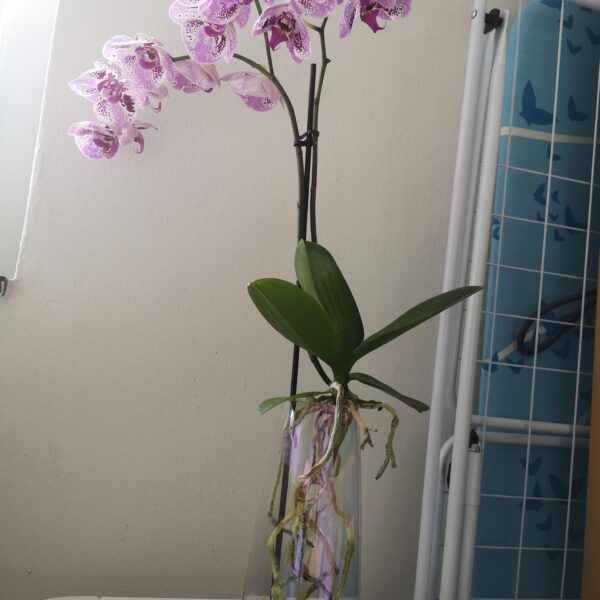 Can Orchids Grow Without Soil