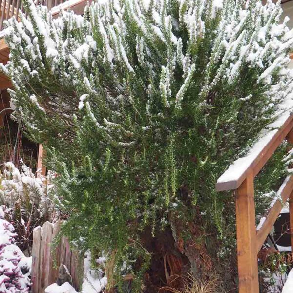 Can Rosemary Survive Winter in Zone 5