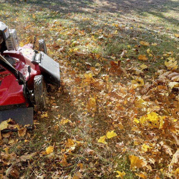 Can You Mulch Wet Leaves