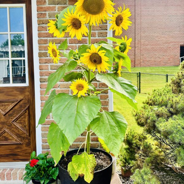 Can You Plant Bird Seed Sunflower Seeds