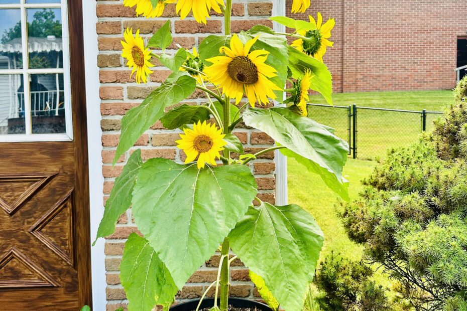 Can You Plant Bird Seed Sunflower Seeds