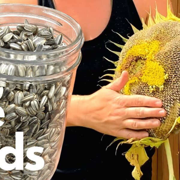 Can You Plant Bird Seed Sunflower Seeds