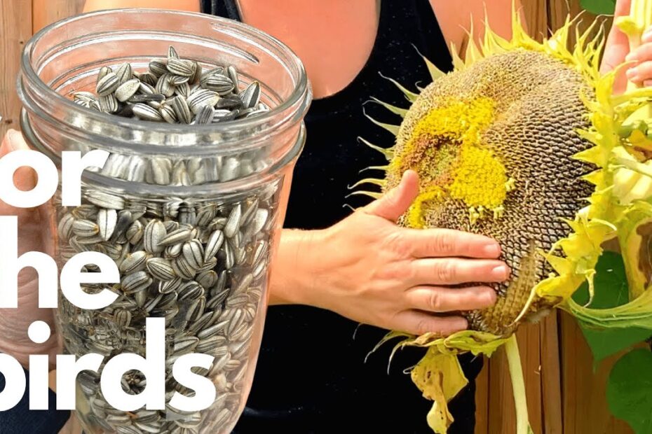 Can You Plant Bird Seed Sunflower Seeds