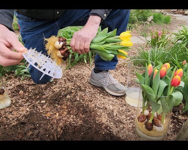 Can You Plant Hydroponic Tulip Bulbs