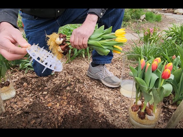 Can You Plant Hydroponic Tulip Bulbs
