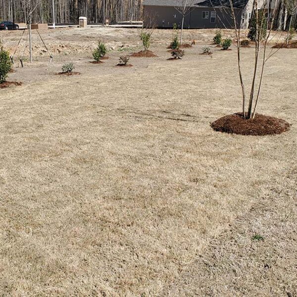 Can You Plant Sod in Winter
