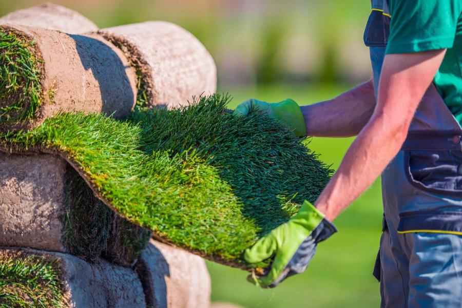 Can You Plant Sod in Winter