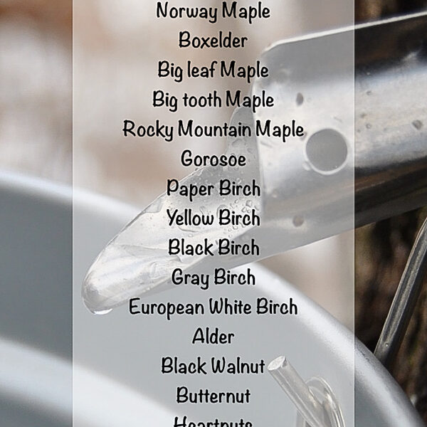Can You Tap Oak Trees for Syrup