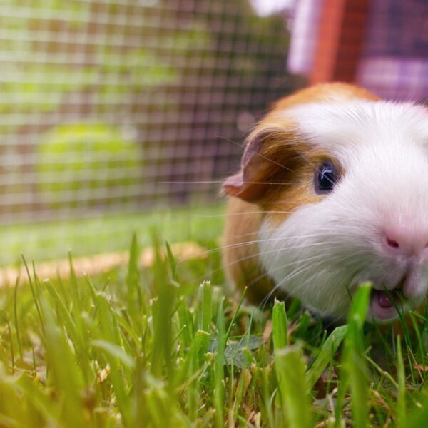 Can You Use Guinea Pig Poop as Fertilizer