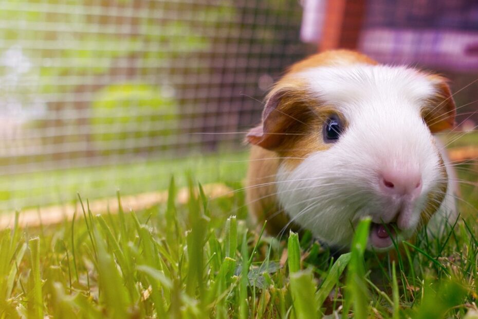Can You Use Guinea Pig Poop as Fertilizer