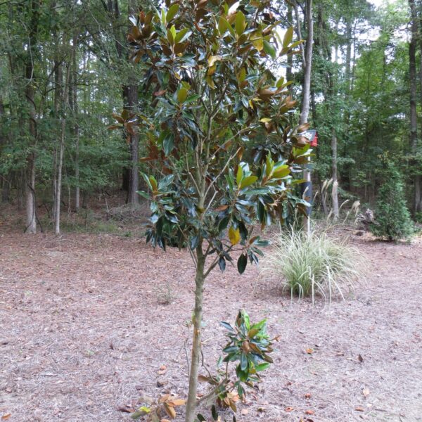 Do Deer Eat Magnolia Trees