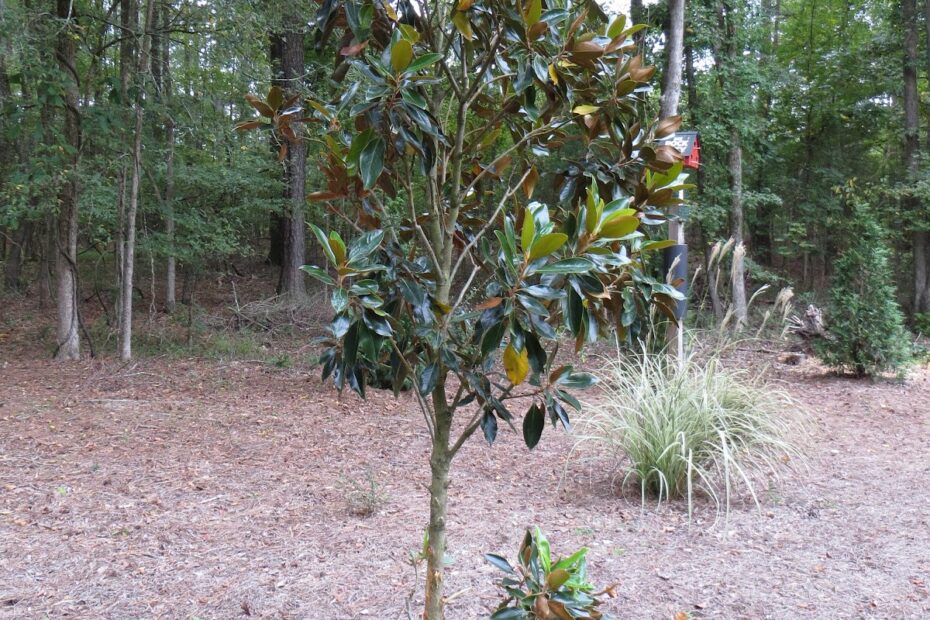 Do Deer Eat Magnolia Trees