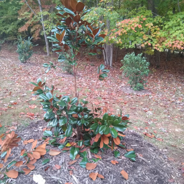 Do Deer Eat Magnolia Trees