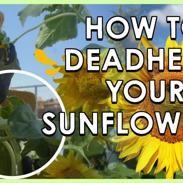 Do I Deadhead Sunflowers